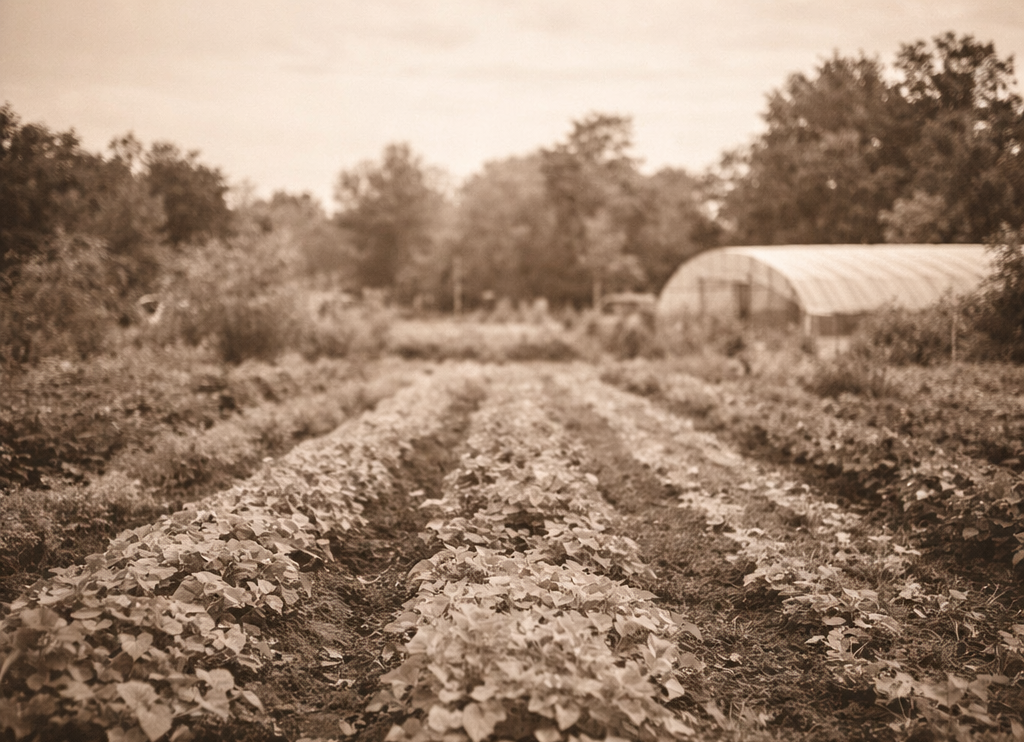 Campo de cultivo