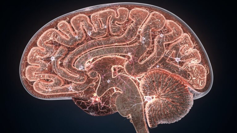 Mujeres en la neurociencia: rompiendo barreras en la ciencia del cerebro